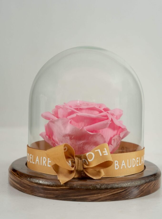 Rosa Eterna Rosada en Cúpula Pequeña