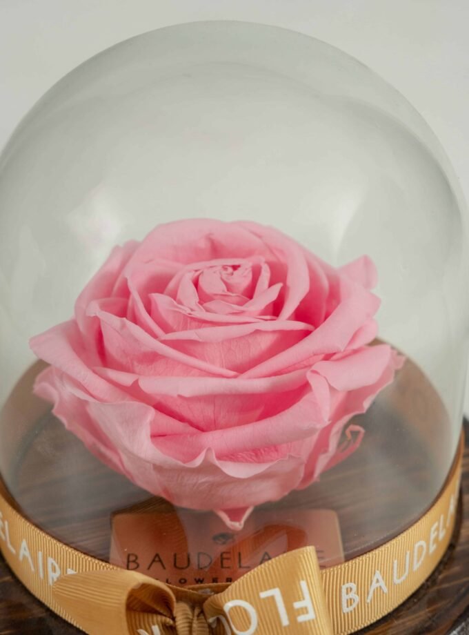 Rosa Eterna Rosada en Cúpula Pequeña