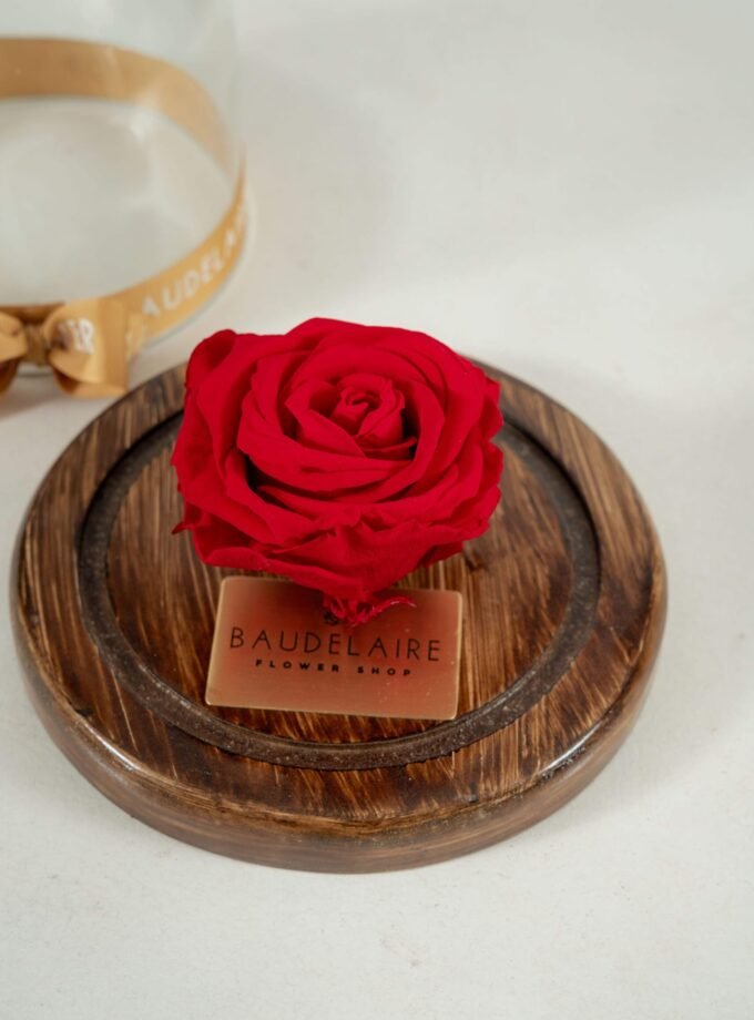 Rosa Eterna Roja en Cúpula Pequeña
