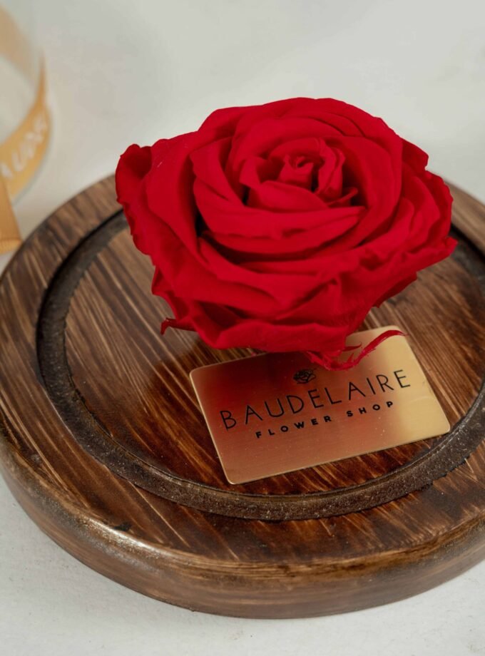 Rosa Eterna Roja en Cúpula Pequeña