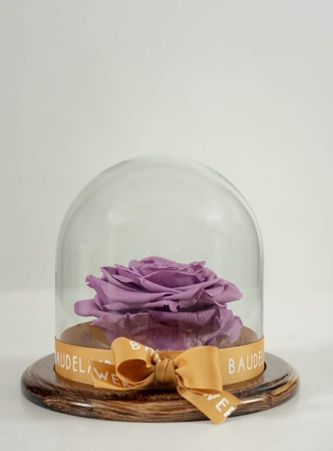 Rosa Eterna Lila en Cúpula Pequeña