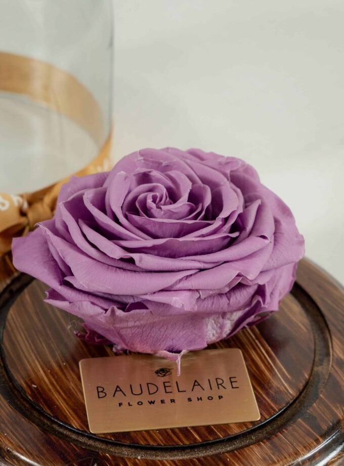Rosa Eterna Lila en Cúpula Pequeña