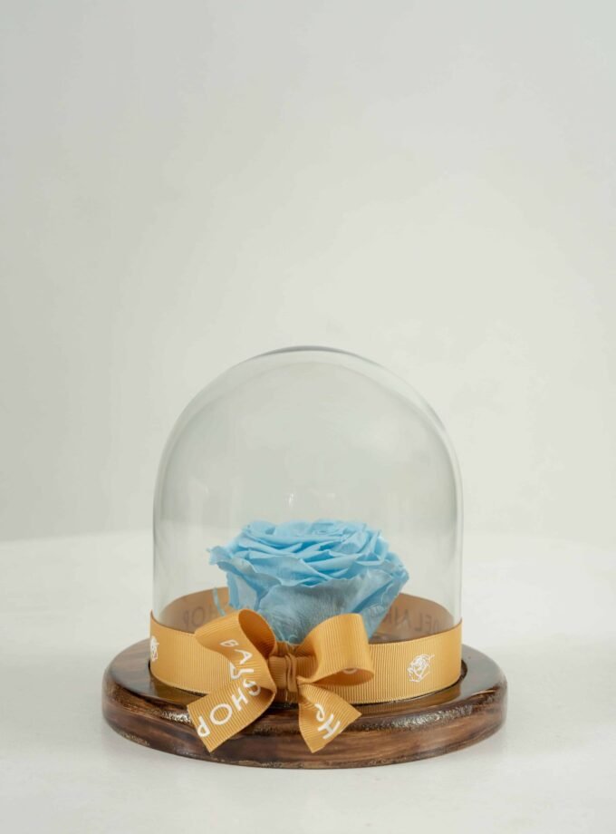 Rosa Eterna Celeste en Cúpula Pequeña