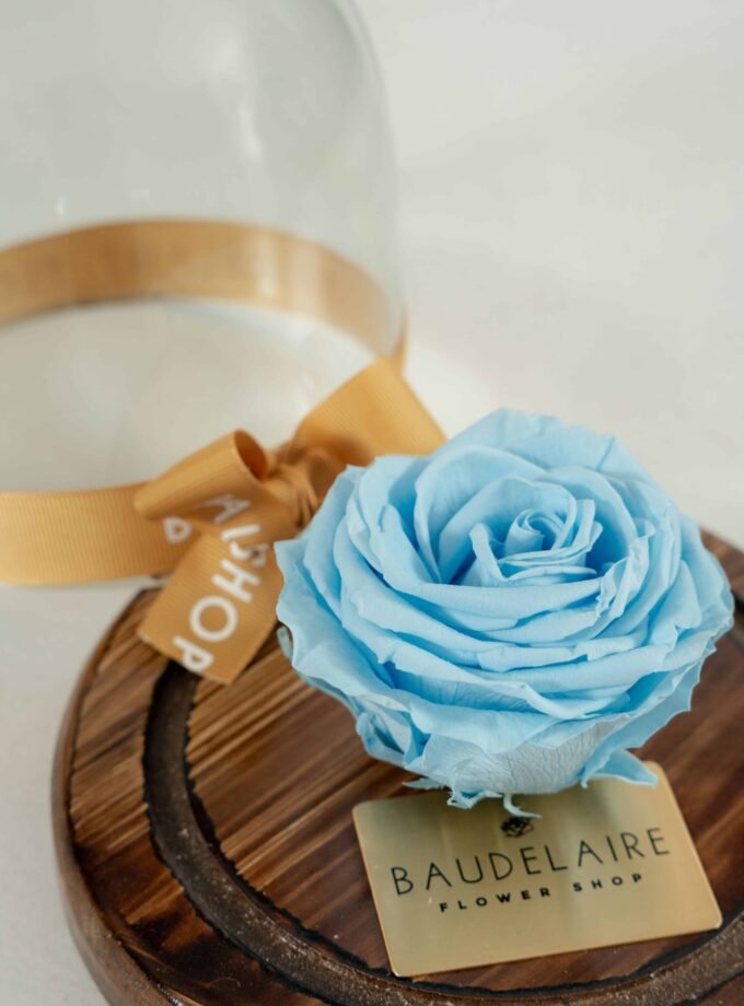 Rosa Eterna Celeste en Cúpula Pequeña