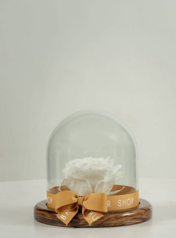 Rosa Eterna Blanca en Cúpula Pequeña