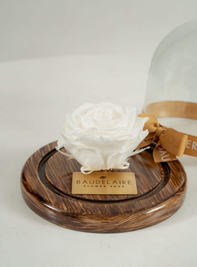 Rosa Eterna Blanca en Cúpula Pequeña