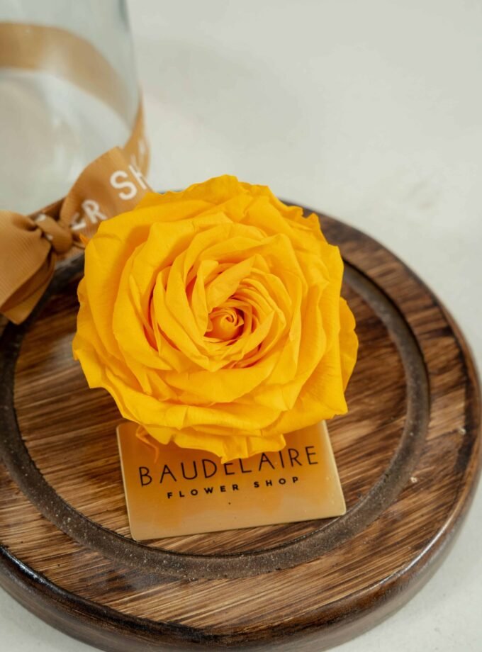 Rosa Eterna Amarilla en Cúpula Pequeña