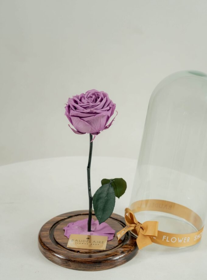 Rosa Eterna Lila en Cúpula