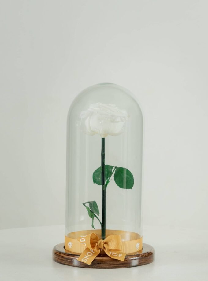 Rosa Eterna Blanca en Cúpula