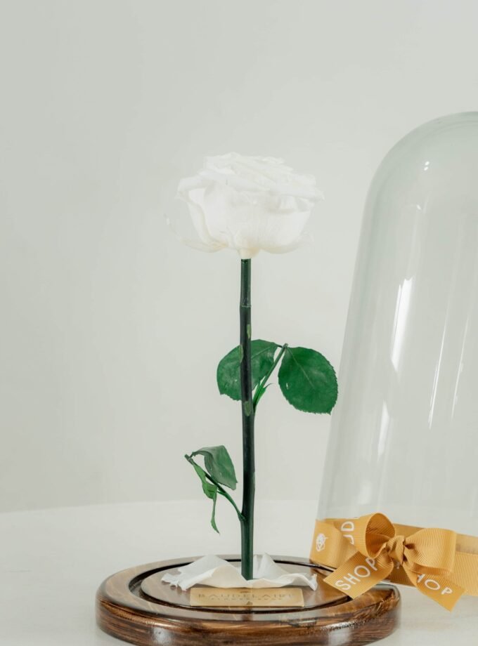 Rosa Eterna Blanca en Cúpula