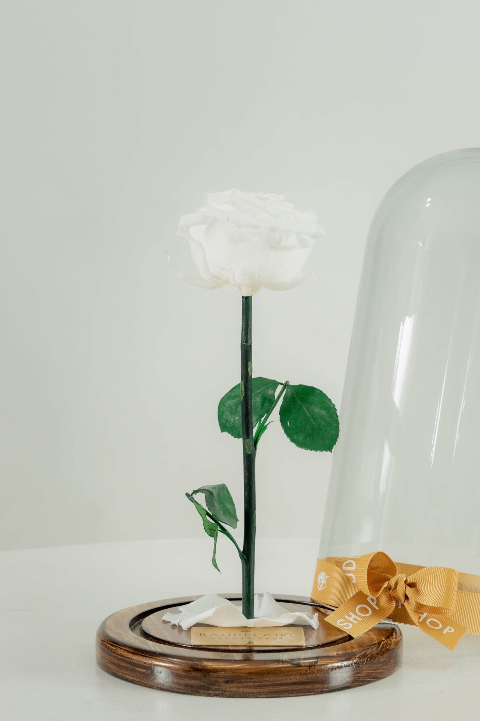 Rosa Eterna Blanca en Cúpula - Image 2