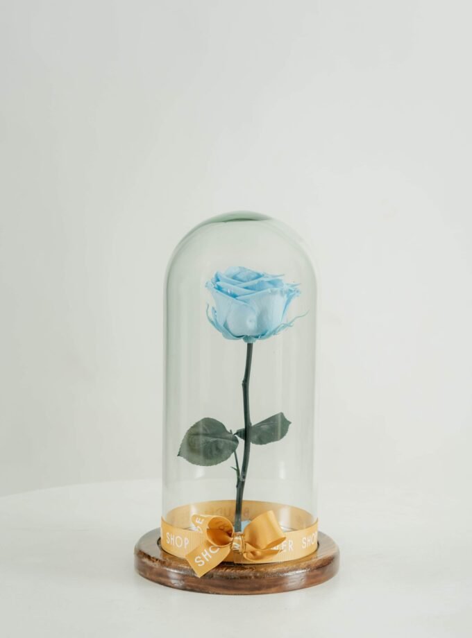 Rosa Eterna Celeste en Cúpula