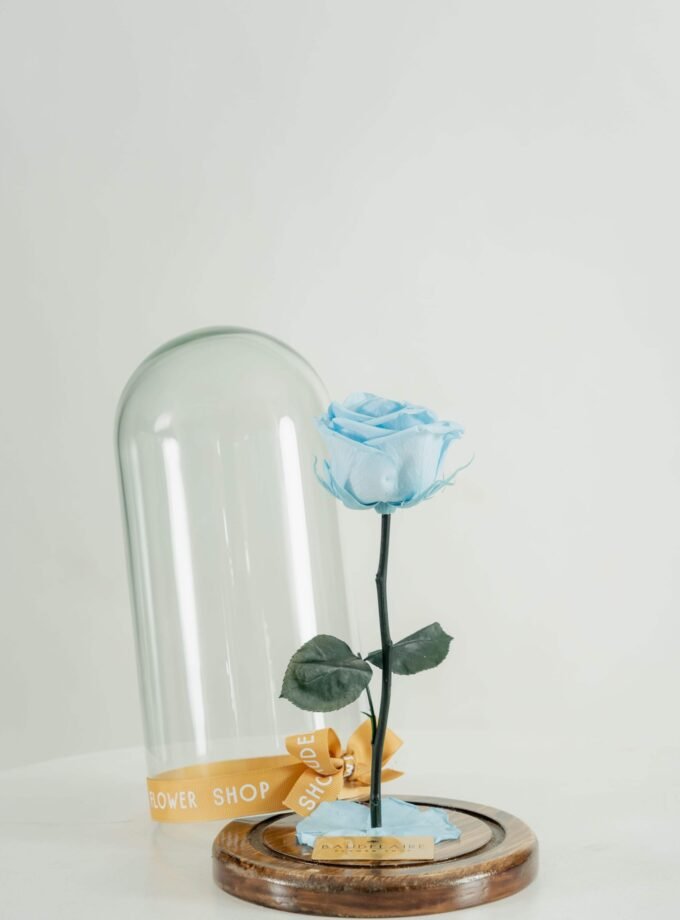 Rosa Eterna Celeste en Cúpula