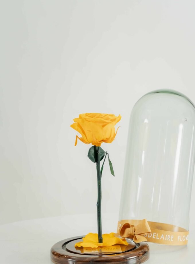 Rosa Eterna Amarilla en Cúpula