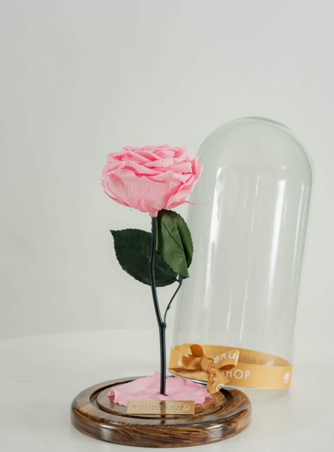 Rosa Eterna Rosada en Cúpula