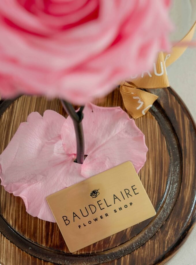 Rosa Eterna Rosada en Cúpula