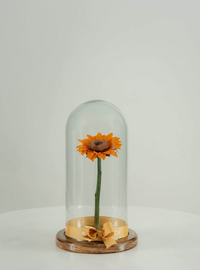 Girasol Preservado en Cúpula