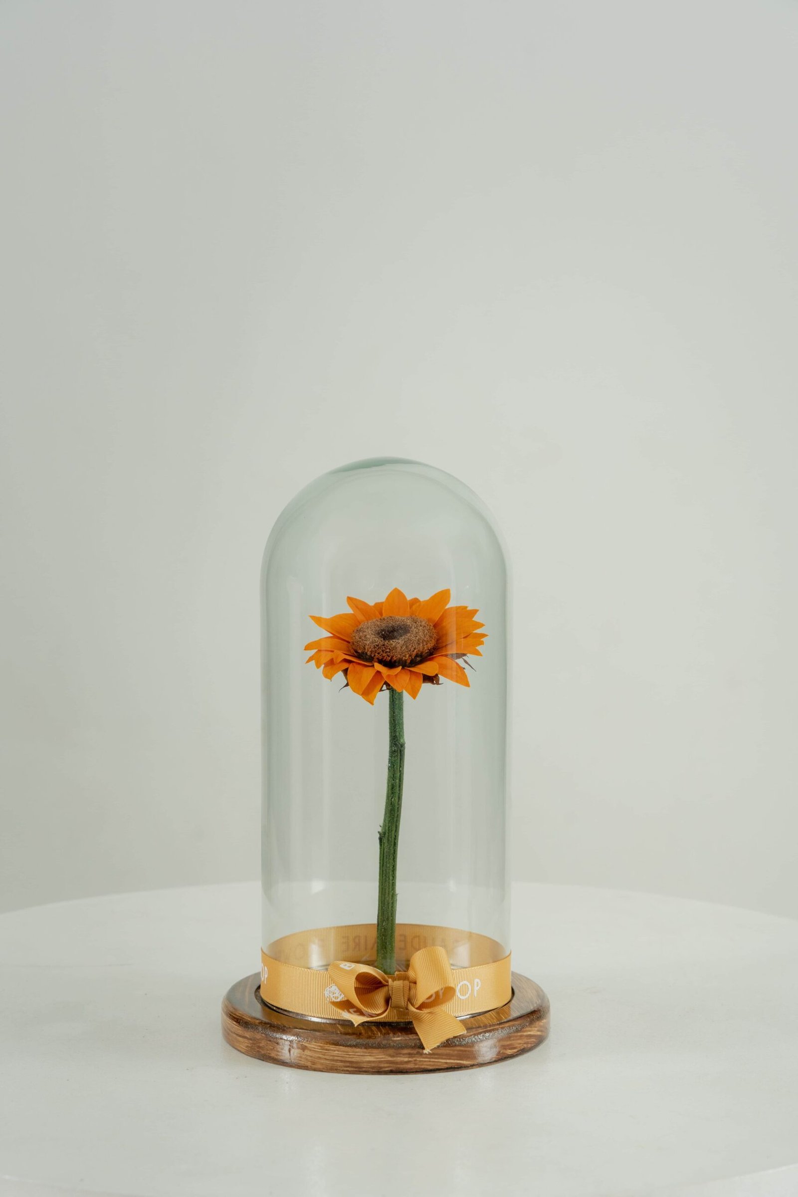 Girasol Preservado en Cúpula - Image 3