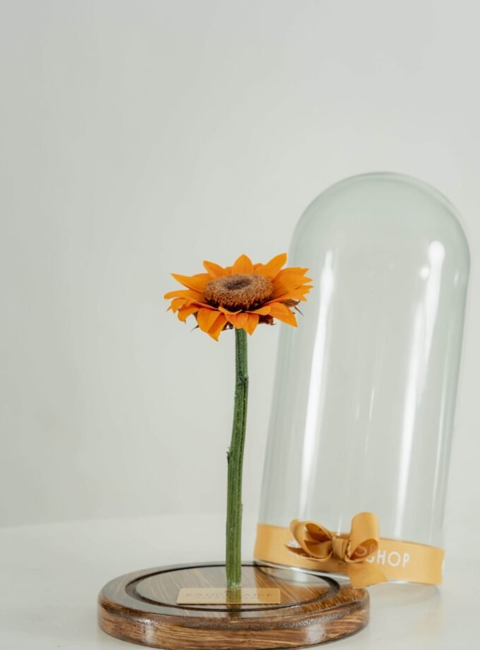 Girasol Preservado en Cúpula