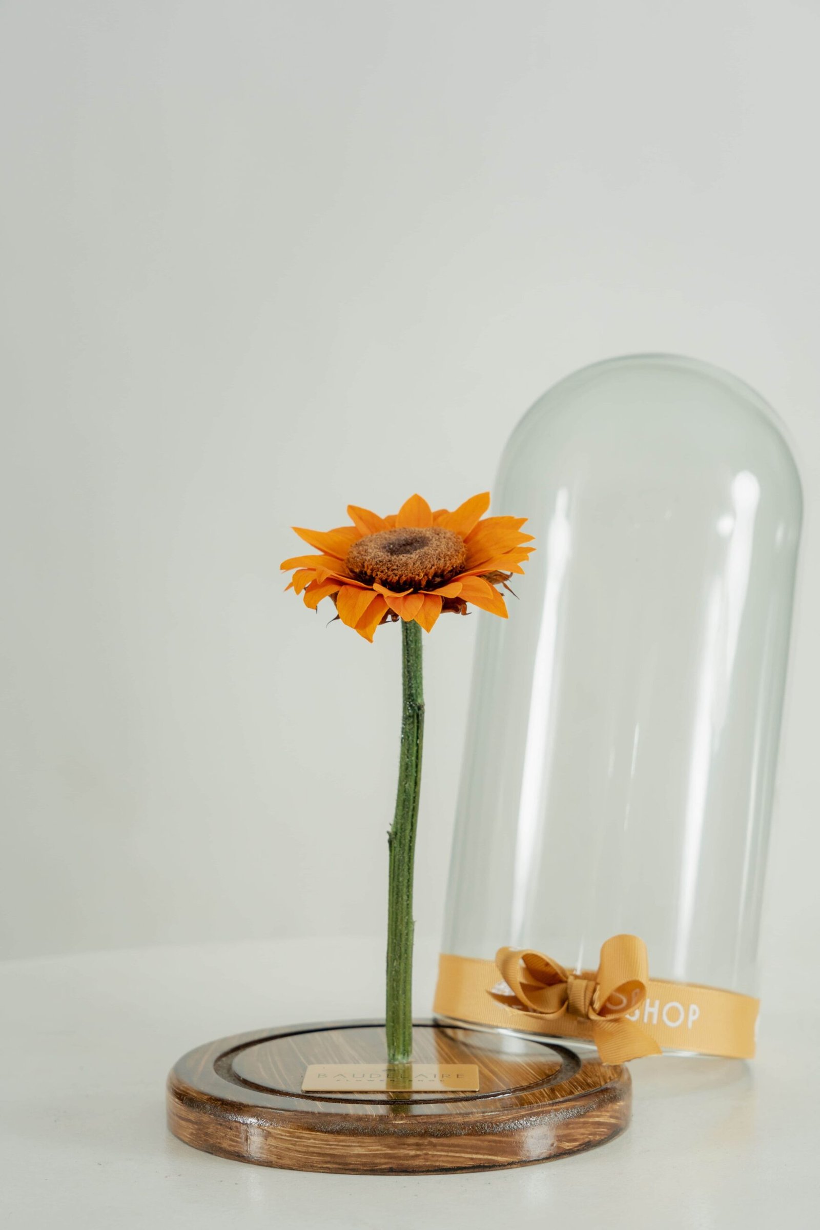 Girasol Preservado en Cúpula - Image 2