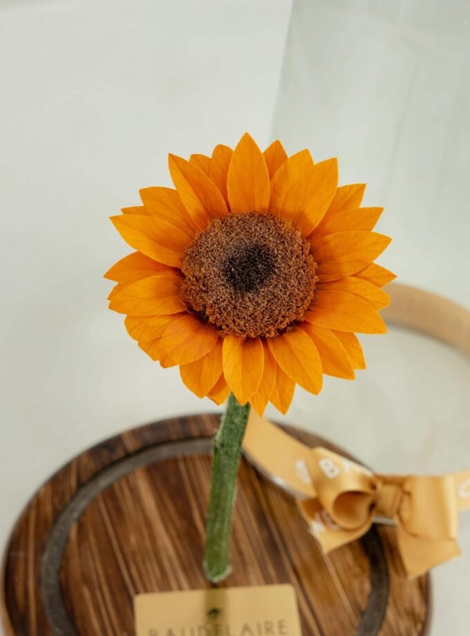 Girasol Preservado en Cúpula