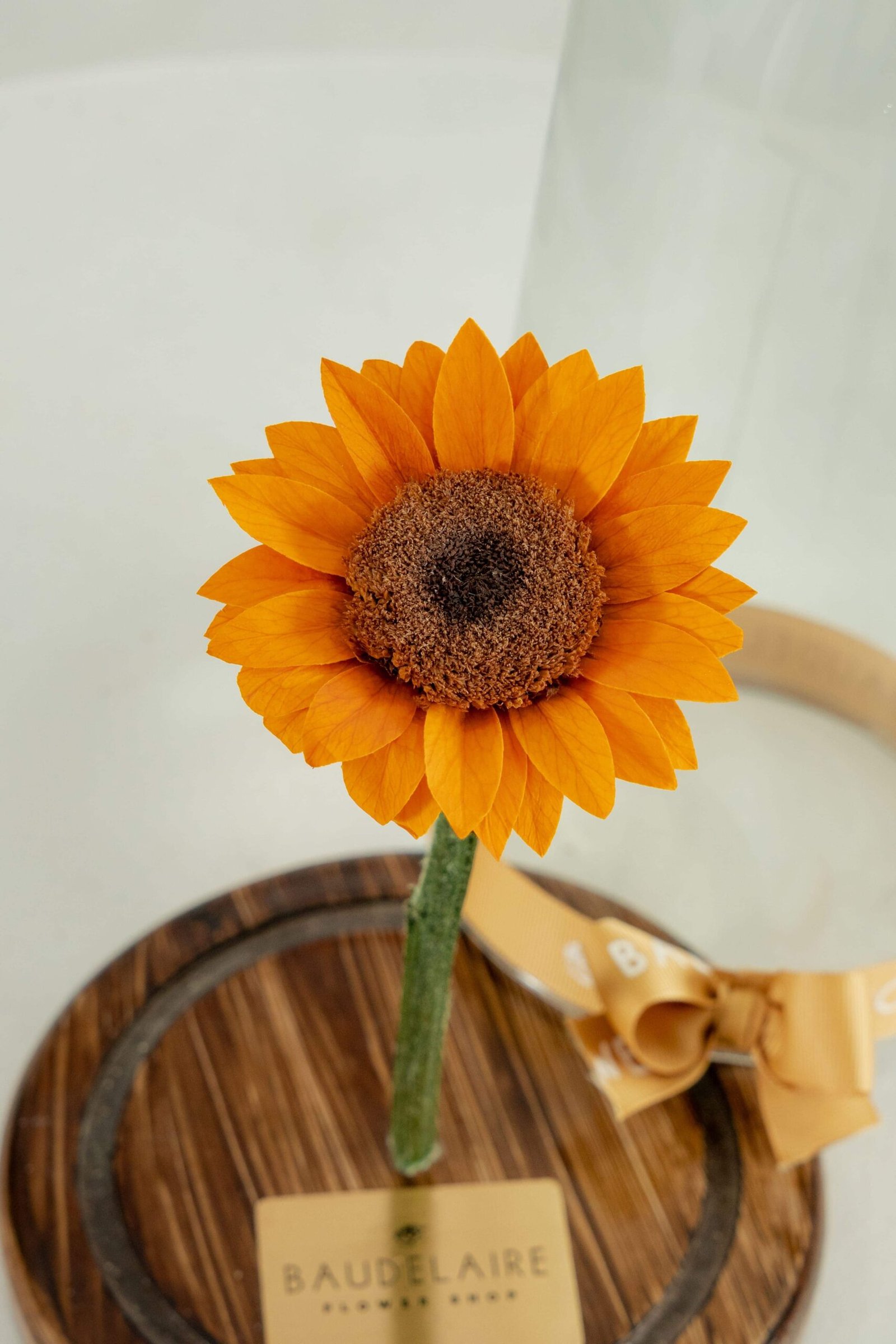 Girasol Preservado en Cúpula