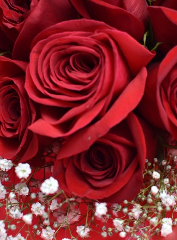 Bouquet de 12 Rosas Rojas